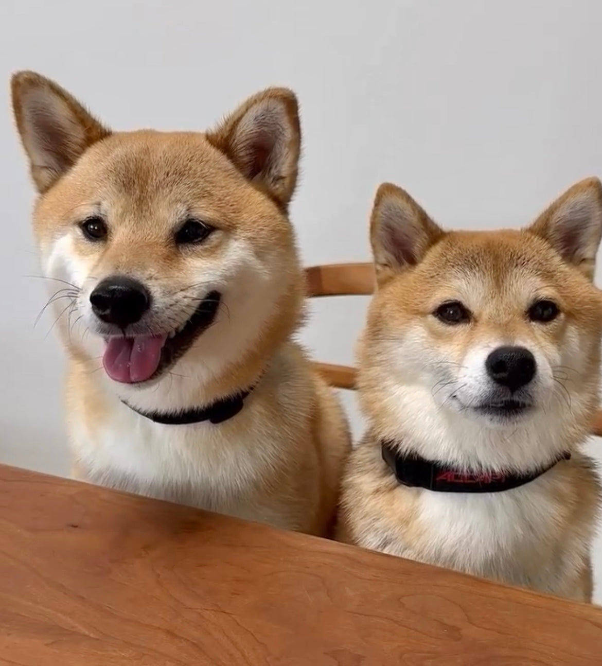 愛犬と、少しでも長く散歩を楽しみたい