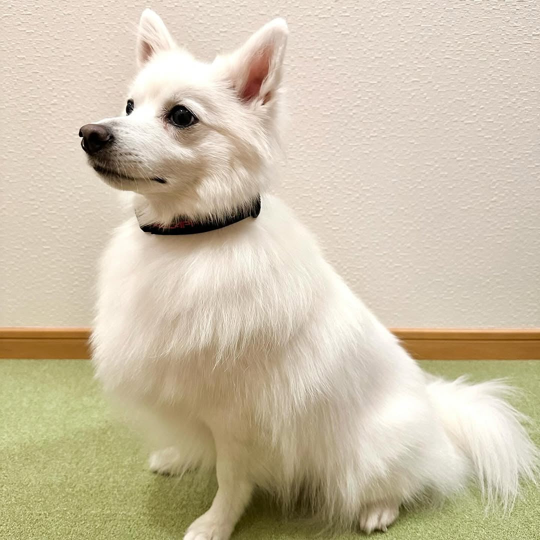 運動が苦手なわが子に。着脱も楽ちんなので助かっています。