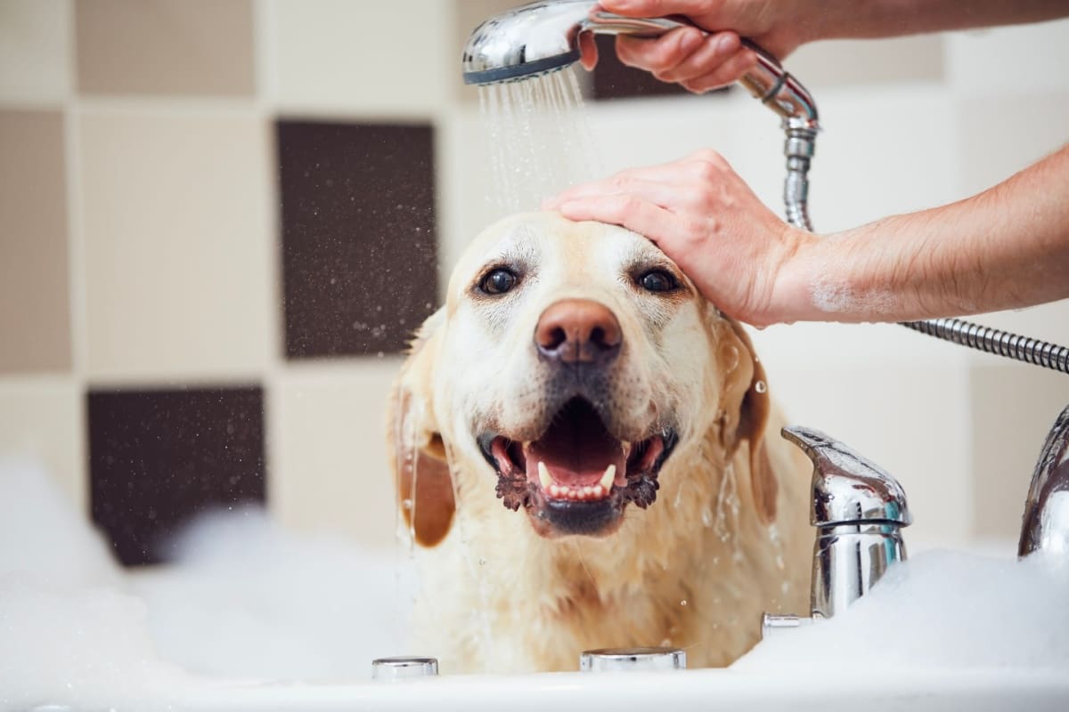 犬のお風呂の頻度はどれくらい？愛犬を清潔に保ちつつ健康を維持するコツ