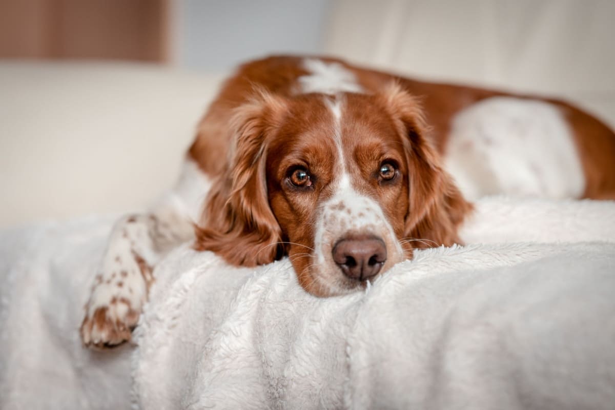 犬が下痢をしたら？原因や病院へ行く目安、予防方法について解説