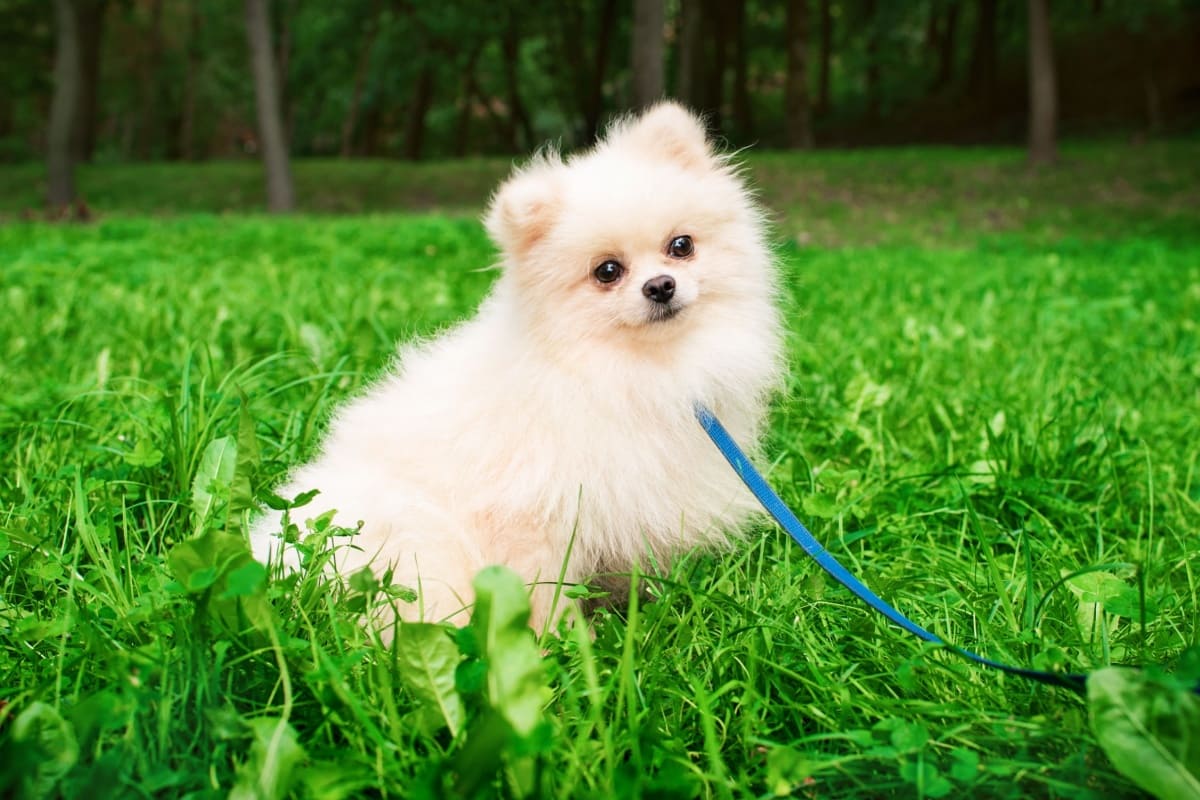 犬が散歩で歩かない！原因ごとの対処法｜愛犬とずっと散歩を楽しみたい方へ