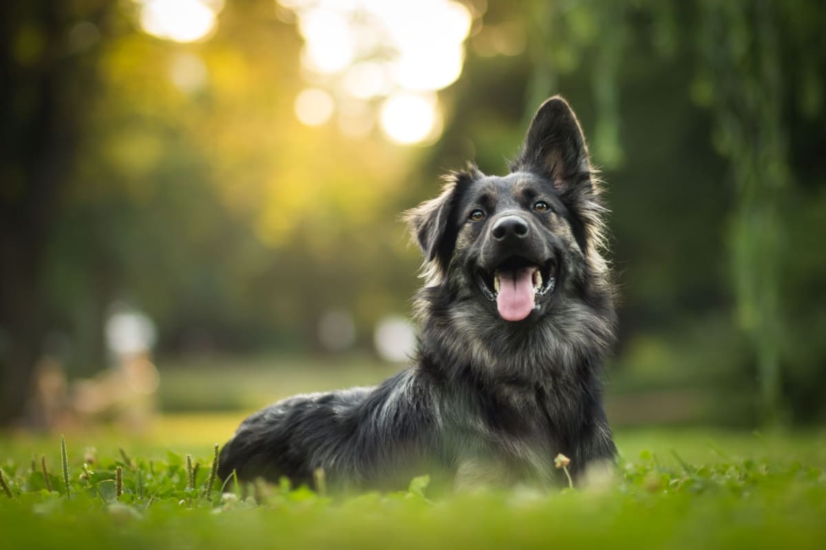 犬の寿命はどのくらい？愛犬が長生きするために飼い主ができること