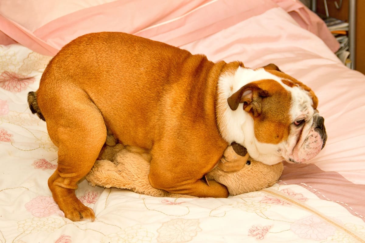 犬のマウンティングにはどう対処するべき?ケース別の原因・対処法も解説