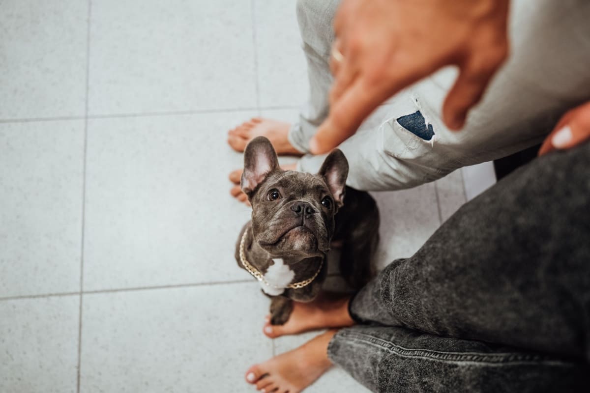 犬が足元で寝るのはなぜ？飼い主との位置関係・寝床の場所ごとの気持ち