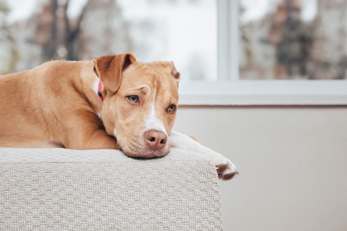 老犬の夜鳴きは何が原因？対処法と飼い主にできることを紹介