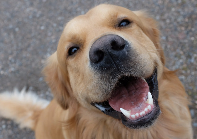 老犬が歯ぎしりをする理由3つ|注意したい「てんかん」の詳細も