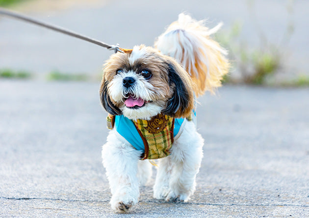 老犬にも散歩は必要?よくある疑問への回答も詳しく解説!
