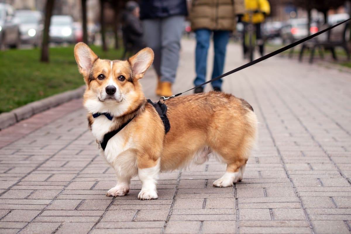 犬の散歩完全ガイド｜頻度・持ち物・マナー、愛犬の健康を保ちつつ楽しく散歩するポイントまで