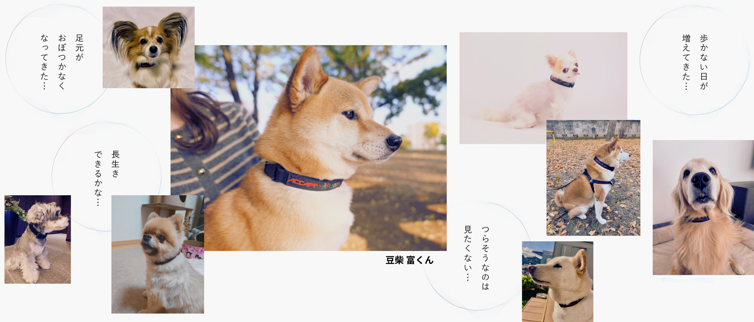 ペットの老化に伴うさまざまな不安…